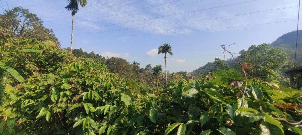 Riya Home Stay Munnar Anaviratty Extérieur photo